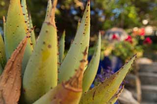 Gardening & Fynbos in Llandudno